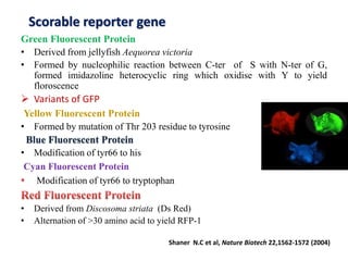 reporter gene | PPTX
