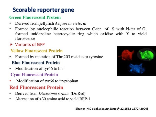 reporter gene reporter genes