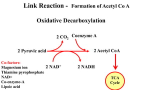 Formation of Acetyl Co A
2 NAD+ 2 NADH
2 Pyruvic acid 2 Acetyl CoA
Coenzyme A
2 CO2
TCA
Cycle
Oxidative Decarboxylation
Link Reaction -
Co-factors:
Magnesium ion
Thiamine pyrophosphate
NAD+
Co-enzyme-A
Lipoic acid
 