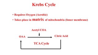 Krebs Cycle
• Requires Oxygen (Aerobic)
• Takes place in matrix of mitochondria (Inner membrane)
OAA Citric Acid
Acetyl COA
TCA Cycle
 
