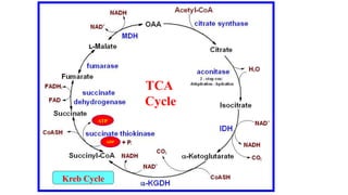 TCA
Cycle
Kreb Cycle
ATP
ADP
 