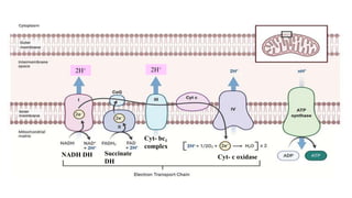 2H+ 2H+
NADH DH Succinate
DH
Cyt- bc1
complex
Cyt- c oxidase
 