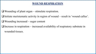 WOUND RESPIRATION
Wounding of plant organ – stimulate respiration.
Initiate meristematic activity in region of wound – result in ‘wound callus’.
Wounding increased – sugar content
Increase in respiration – increased availability of respiratory substrate in
wounded tissues.
 