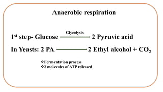 Anaerobic respiration
1st step- Glucose 2 Pyruvic acid
In Yeasts: 2 PA 2 Ethyl alcohol + CO2
Glycolysis
Fermentation process
2 molecules of ATP released
 