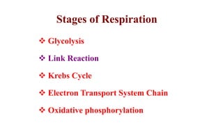 Stages of Respiration
 Glycolysis
 Link Reaction
 Krebs Cycle
 Electron Transport System Chain
 Oxidative phosphorylation
 