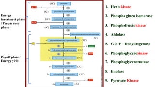 1. Hexo kinase
2. Phospho gluco isomerase
3. Phosphofructokinase
4. Aldolase
5. G 3–P – Dehydrogenase
6. Phosphoglycerokinase
7. Phosphoglyceromutase
8. Enolase
9. Pyruvate Kinase
(6C)
(6C)
(6C)
(6C)
(3C)
(3C)
(3C)
(3C)
(3C)
(3C)
(3C)
Energy
investment phase
/ Preparatory
phase
Payoff phase /
Energy yield
 