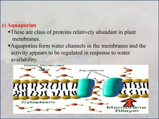 c) Aquaporins
These are class of proteins relatively abundant in plant
membranes.
Aquaporins form water channels in the membranes and the
activity appears to be regulated in response to water
availability.
 
