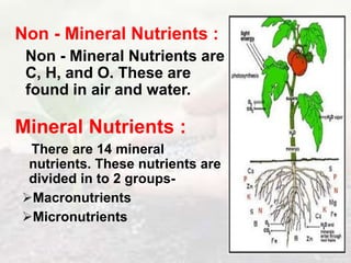Non - Mineral Nutrients :
Non - Mineral Nutrients are
C, H, and O. These are
found in air and water.
Mineral Nutrients :
There are 14 mineral
nutrients. These nutrients are
divided in to 2 groups-
Macronutrients
Micronutrients
 