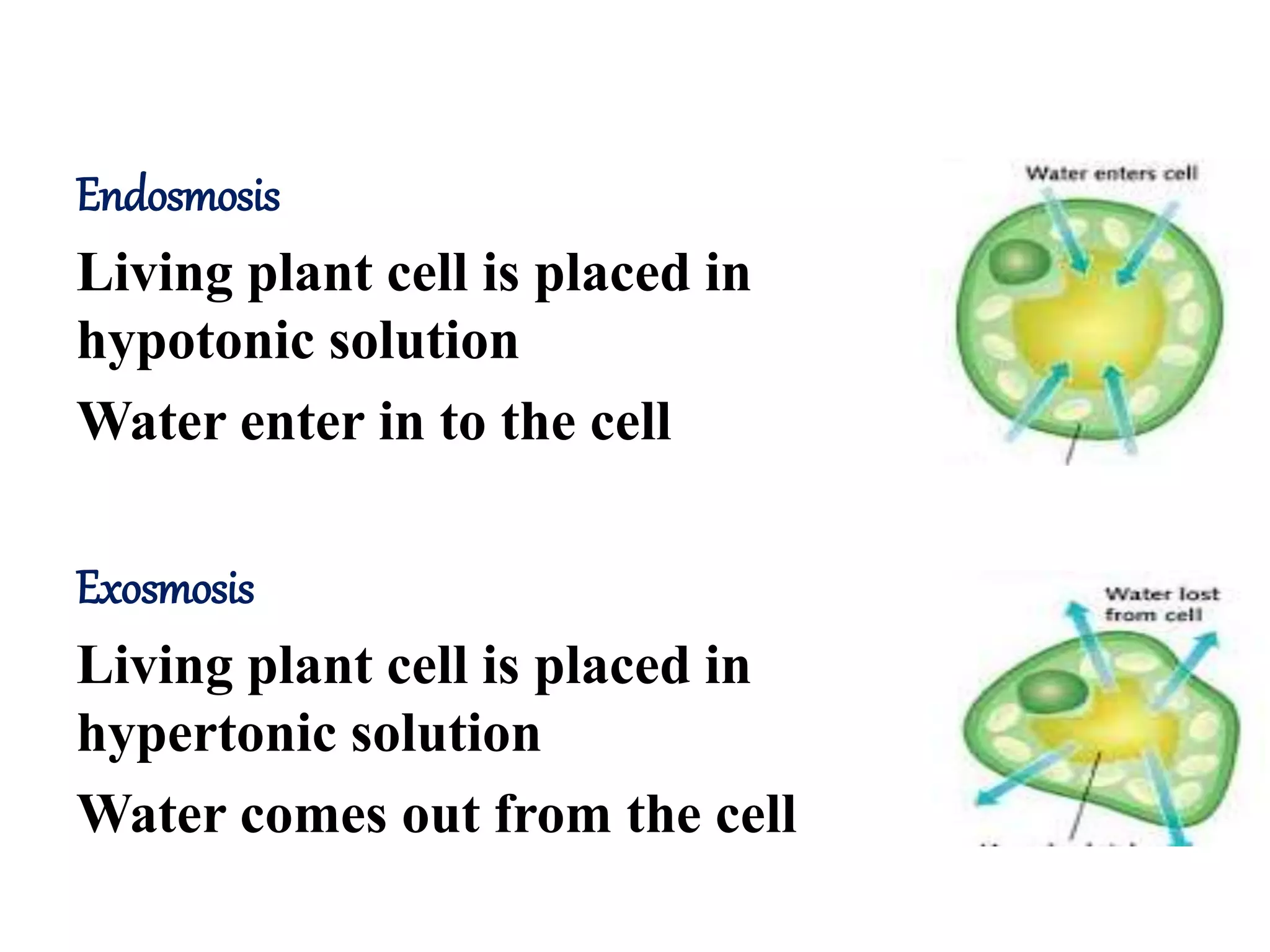 Endosmosis
Living plant cell is placed in
hypotonic solution
Water enter in to the cell
Exosmosis
Living plant cell is placed in
hypertonic solution
Water comes out from the cell
 