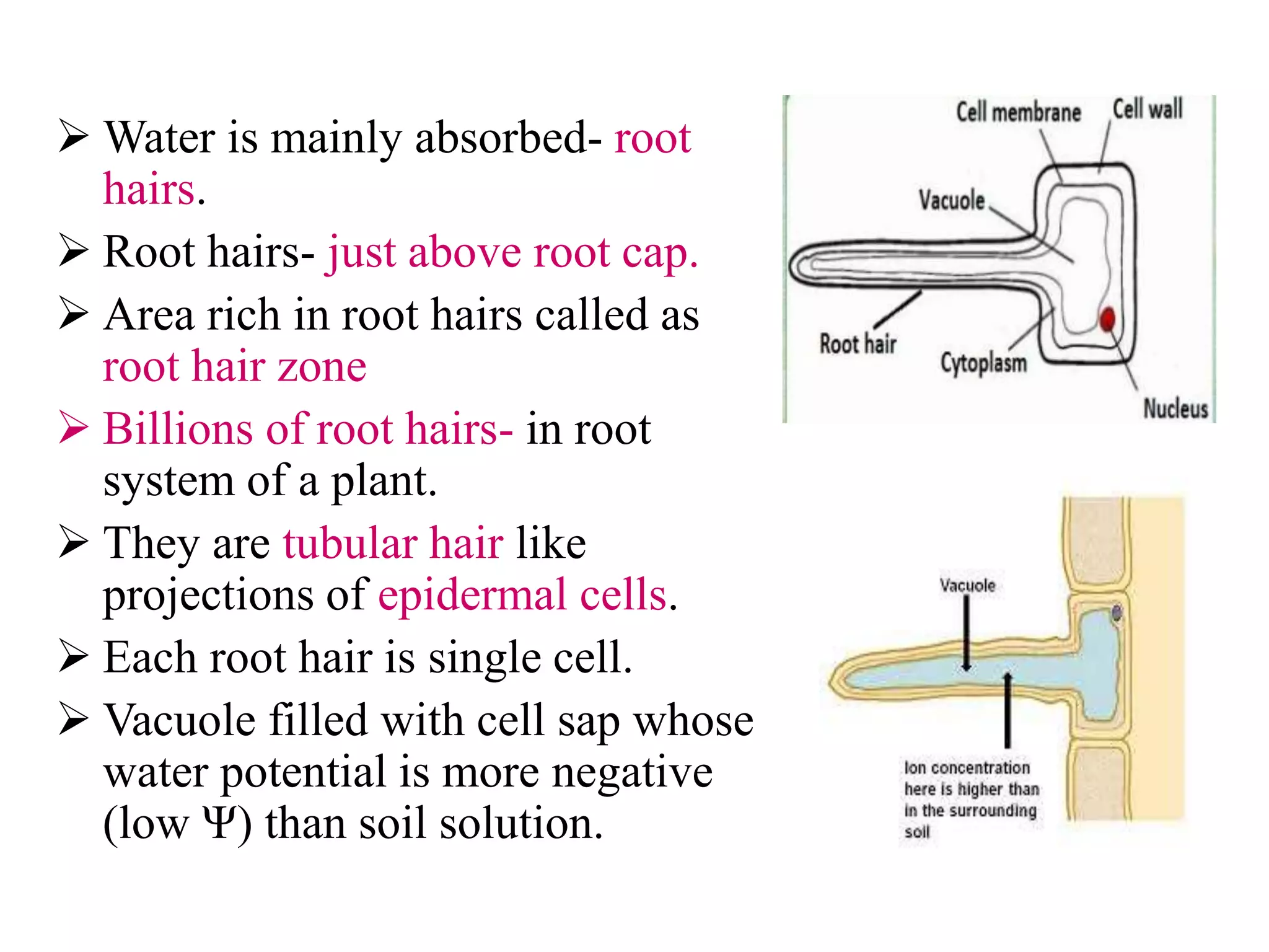  Water is mainly absorbed- root
hairs.
 Root hairs- just above root cap.
 Area rich in root hairs called as
root hair zone
 Billions of root hairs- in root
system of a plant.
 They are tubular hair like
projections of epidermal cells.
 Each root hair is single cell.
 Vacuole filled with cell sap whose
water potential is more negative
(low Ψ) than soil solution.
 