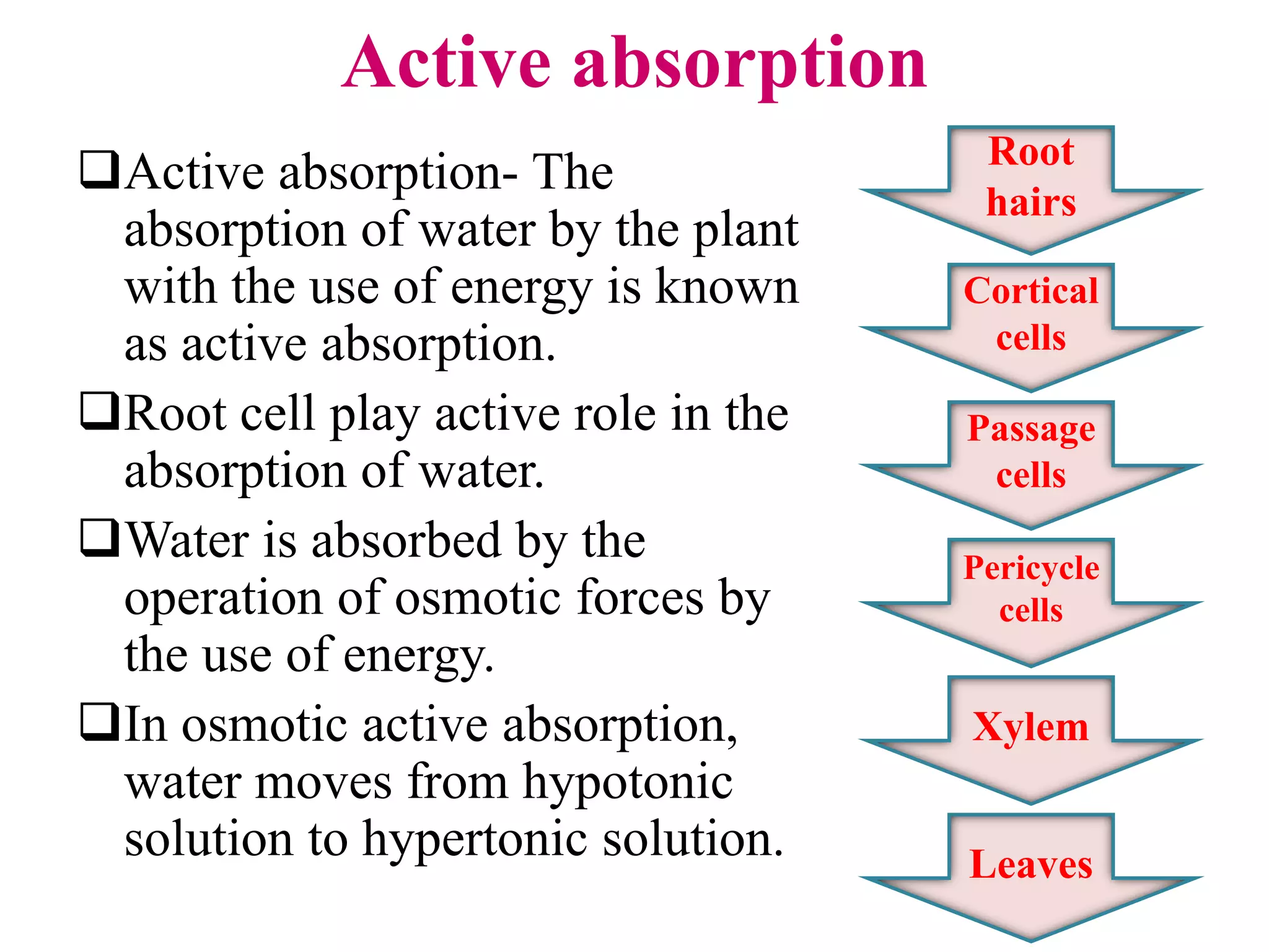 Active absorption
Active absorption- The
absorption of water by the plant
with the use of energy is known
as active absorption.
Root cell play active role in the
absorption of water.
Water is absorbed by the
operation of osmotic forces by
the use of energy.
In osmotic active absorption,
water moves from hypotonic
solution to hypertonic solution.
Root
hairs
Pericycle
cells
Cortical
cells
Passage
cells
Xylem
Leaves
 