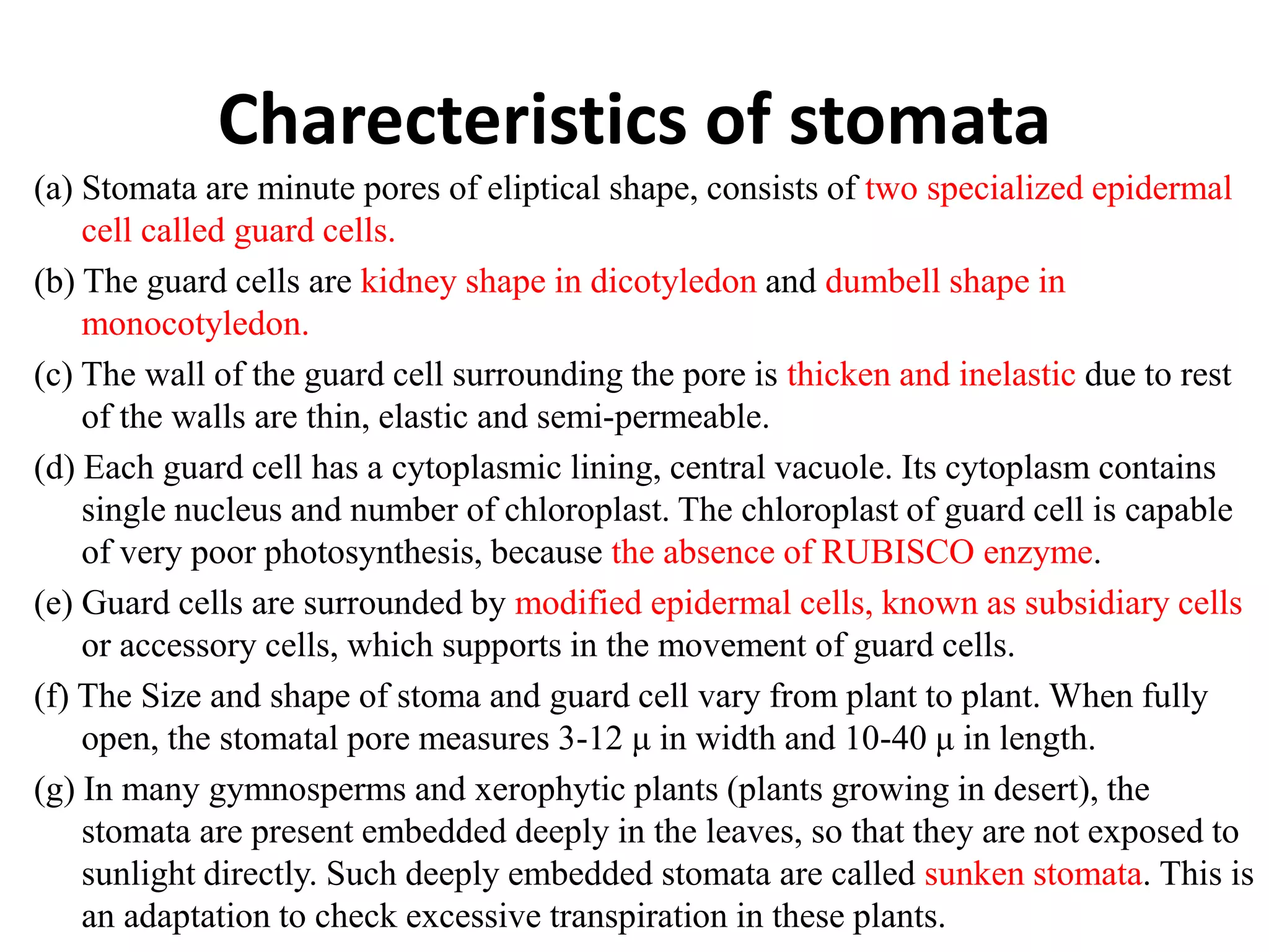 Charecteristics of stomata
(a) Stomata are minute pores of eliptical shape, consists of two specialized epidermal
cell called guard cells.
(b) The guard cells are kidney shape in dicotyledon and dumbell shape in
monocotyledon.
(c) The wall of the guard cell surrounding the pore is thicken and inelastic due to rest
of the walls are thin, elastic and semi-permeable.
(d) Each guard cell has a cytoplasmic lining, central vacuole. Its cytoplasm contains
single nucleus and number of chloroplast. The chloroplast of guard cell is capable
of very poor photosynthesis, because the absence of RUBISCO enzyme.
(e) Guard cells are surrounded by modified epidermal cells, known as subsidiary cells
or accessory cells, which supports in the movement of guard cells.
(f) The Size and shape of stoma and guard cell vary from plant to plant. When fully
open, the stomatal pore measures 3-12 μ in width and 10-40 μ in length.
(g) In many gymnosperms and xerophytic plants (plants growing in desert), the
stomata are present embedded deeply in the leaves, so that they are not exposed to
sunlight directly. Such deeply embedded stomata are called sunken stomata. This is
an adaptation to check excessive transpiration in these plants.
 