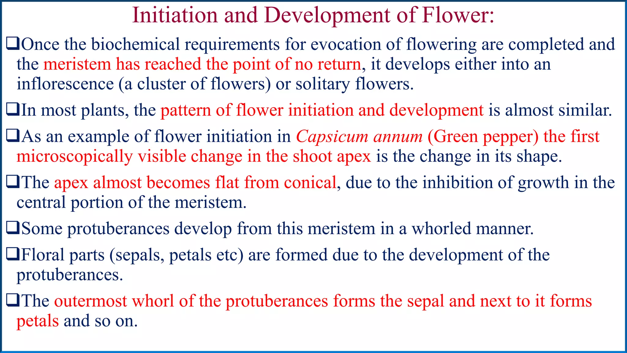 Initiation and Development of Flower:
Once the biochemical requirements for evocation of flowering are completed and
the meristem has reached the point of no return, it develops either into an
inflorescence (a cluster of flowers) or solitary flowers.
In most plants, the pattern of flower initiation and development is almost similar.
As an example of flower initiation in Capsicum annum (Green pepper) the first
microscopically visible change in the shoot apex is the change in its shape.
The apex almost becomes flat from conical, due to the inhibition of growth in the
central portion of the meristem.
Some protuberances develop from this meristem in a whorled manner.
Floral parts (sepals, petals etc) are formed due to the development of the
protuberances.
The outermost whorl of the protuberances forms the sepal and next to it forms
petals and so on.
 