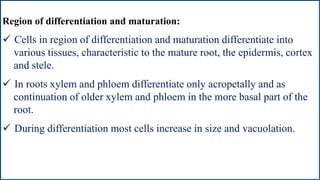 Region of differentiation and maturation:
 Cells in region of differentiation and maturation differentiate into
various tissues, characteristic to the mature root, the epidermis, cortex
and stele.
 In roots xylem and phloem differentiate only acropetally and as
continuation of older xylem and phloem in the more basal part of the
root.
 During differentiation most cells increase in size and vacuolation.
 