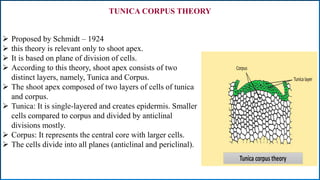  Proposed by Schmidt – 1924
 this theory is relevant only to shoot apex.
 It is based on plane of division of cells.
 According to this theory, shoot apex consists of two
distinct layers, namely, Tunica and Corpus.
 The shoot apex composed of two layers of cells of tunica
and corpus.
 Tunica: It is single-layered and creates epidermis. Smaller
cells compared to corpus and divided by anticlinal
divisions mostly.
 Corpus: It represents the central core with larger cells.
 The cells divide into all planes (anticlinal and periclinal).
TUNICA CORPUS THEORY
 