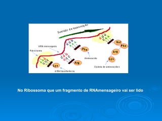 No Ribossoma que um fragmento de RNAmensageiro vai ser lido 