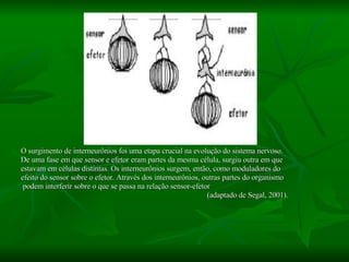 O surgimento de interneurônios foi uma etapa crucial na evolução do sistema nervoso.  De uma fase em que sensor e efetor eram partes da mesma célula, surgiu outra em que estavam em células distintas. Os interneurônios surgem, então, como moduladores do  efeito do sensor sobre o efetor. Através dos interneurônios, outras partes do organismo podem interferir sobre o que se passa na relação sensor-efetor (adaptado de Segal, 2001).  