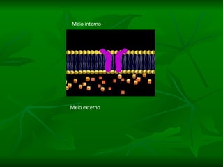 Meio interno Meio externo 