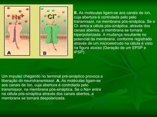 Um impulso chegando no terminal pré-sináptico provoca a liberação do neurotransmissor.  A.  As moléculas ligam-se aos canais de íon, cuja abertura é controlada pelo transmissor, na membrana pós-sináptica. Se o Na+ entra na célula pós-sináptica através dos canais abertos, a membrana se tornará despolarizada.  B.  As moléculas ligam-se aos canais de íon, cuja abertura é controlada pelo pelo transmissor, na membrana pós-sináptica. Se o Cl- entra a célula pós-sináptica, através dos canais abertos, a membrana se tornará hiperpolarizada. A mudança resultante no potencial da membrana, conforme registrado através de um microeletrodo na célula é visto na figura abaixo (Geração de um EPSP e IPSP).  