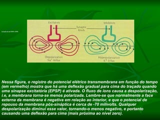 Nessa figura, o registro do potencial elétrico transmembrana em função do tempo (em vermelho) mostra que há uma deflexão gradual para cima do traçado quando uma sinapse excitatória (EPSP) é ativada. O fluxo de íons causa a despolarização, i.e, a membrana torna-se menos polarizada. Lembre-se que normalmente a face externa da membrana é negativa em relação ao interior, e que o potencial de repouso da membrana pós-sináptica é cerca de -70 milivolts. Qualquer despolarização diminui esse valor, tornando-o menos negativo, e portanto causando uma deflexão para cima (mais próxima ao nível zero).   Nessa figura, o registro do potencial elétrico transmembrana em função do tempo (em vermelho) mostra que há uma deflexão gradual para cima do traçado quando uma sinapse excitatória (EPSP) é ativada. O fluxo de íons causa a despolarização, i.e, a membrana torna-se menos polarizada. Lembre-se que normalmente a face externa da membrana é negativa em relação ao interior, e que o potencial de repouso da membrana pós-sináptica é cerca de -70 milivolts. Qualquer despolarização diminui esse valor, tornando-o menos negativo, e portanto causando uma deflexão para cima (mais próxima ao nível zero).   O registro do potencial de membrama para o potencial pós-sináptico inibitório (IPSP: em verde) mostra uma hiperpolarização, i.e., uma deflexão para baixo no traçado porque ele torna-se mais negativo que o potencial de repouso.   Uma única célula nervosa normalmente tem centenas ou milhares de sinapses químicas excitatórias e inibitórias que chegam em seus dendritos ou corpo celular. As EPSP e IPSPs somam-se de modo que a curva resultante (em preto) podem inclinar-se para uma despolarização líquida ou uma hiperpolarização. Se a despolarização líquida alcançar o valor limiar, a célula pós-sináptica dispara potenciais de ação                                                                                 Geração de um EPSP e IPSP. Nessa figura, o registro do potencial elétrico transmembrana em função do tempo (em vermelho) mostra que há uma deflexão gradual para cima do traçado quando uma sinapse excitatória (EPSP) é ativada. O fluxo de íons causa a despolarização, i.e, a membrana torna-se menos polarizada. Lembre-se que normalmente a face externa da membrana é negativa em relação ao interior, e que o potencial de repouso da membrana pós-sináptica é cerca de -70 milivolts. Qualquer despolarização diminui esse valor, tornando-o menos negativo, e portanto causando uma deflexão para cima (mais próxima ao nível zero).   O registro do potencial de membrama para o potencial pós-sináptico inibitório (IPSP: em verde) mostra uma hiperpolarização, i.e., uma deflexão para baixo no traçado porque ele torna-se mais negativo que o potencial de repouso.   Uma única célula nervosa normalmente tem centenas ou milhares de sinapses químicas excitatórias e inibitórias que chegam em seus dendritos ou corpo celular. As EPSP e IPSPs somam-se de modo que a curva resultante (em preto) podem inclinar-se para uma despolarização líquida ou uma hiperpolarização. Se a despolarização líquida alcançar o valor limiar, a célula pós-sináptica dispara potenciais de ação                                                                                 Geração de um EPSP e IPSP. 