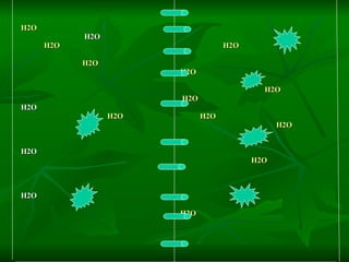 H2O H2O  H2O  H2O H2O  H2O H2O H2O H2O H2O  H2O  H2O H2O H2O H2O H2O 
