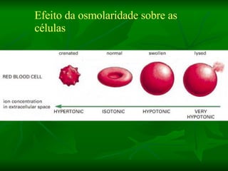 Efeito da osmolaridade sobre as células 
