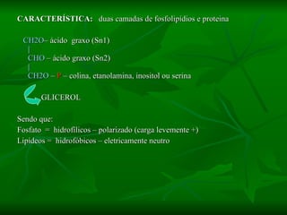 CARACTERÍSTICA:  duas camadas de fosfolipídios e proteina CH2O – ácido  graxo (Sn1) | CHO  – ácido graxo (Sn2) | CH2O  –  P  – colina, etanolamina, inositol ou serina GLICEROL Sendo que: Fosfato  =  hidrofílicos – polarizado (carga levemente +) Lipídeos =  hidrofóbicos – eletricamente neutro 