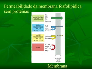 Permeabilidade da membrana fosfolipídica sem proteínas Membrana 