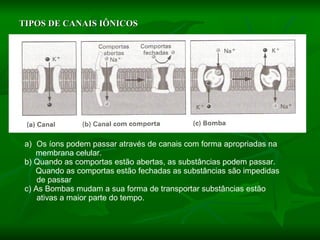 TIPOS DE CANAIS IÔNICOS Os íons podem passar através de canais com forma apropriadas na  membrana celular. b) Quando as comportas estão abertas, as substâncias podem passar. Quando as comportas estão fechadas as substâncias são impedidas de passar c) As Bombas mudam a sua forma de transportar substâncias estão ativas a maior parte do tempo. 