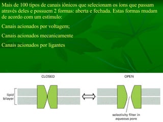 Mais de 100 tipos de canais iônicos que selecionam os íons que passam através deles e possuem 2 formas: aberta e fechada. Estas formas mudam de acordo com um estímulo: Canais acionados por voltagem; Canais acionados mecanicamente Canais acionados por ligantes 