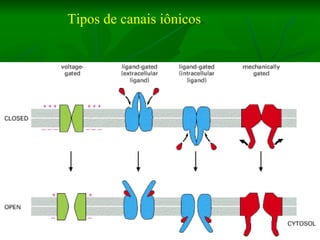 Tipos de canais iônicos 