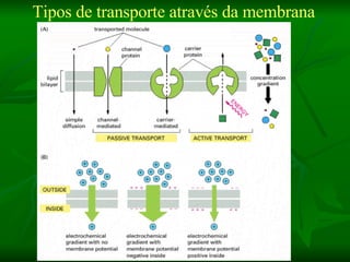 Tipos de transporte através da membrana 
