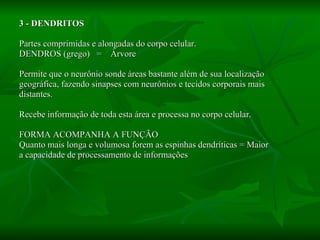 3 - DENDRITOS Partes comprimidas e alongadas do corpo celular. DENDROS (grego)  =  Árvore Permite que o neurônio sonde áreas bastante além de sua localização geográfica, fazendo sinapses com neurônios e tecidos corporais mais distantes. Recebe informação de toda esta área e processa no corpo celular. FORMA ACOMPANHA A FUNÇÃO Quanto mais longa e volumosa forem as espinhas dendríticas = Maior  a capacidade de processamento de informações 