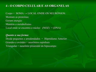 4 - O CORPO CELULAR E AS ORGANELAS Corpo =  SOMA  -> LOCAL ONDE OS NEURÔNIOS: Montam as proteínas;  Geram energia:  Mantém o metabolismo. Local onde se encontra o núcleo  (NOZ)  = (DNA) Quanto a sua forma:   Desde pequenos e arredondados  =  Hipotálamo Anterior Grandes e ovóides = neurônios espinhais Triangular = neurônio piramidal do hipocampo 