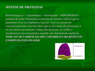SÍNTESE DE PROTEINAS RNAmensageiro  ->  nucleotídeos = Aminoácidos  ->RIBOSSOMAS =  grânulos de ácido ribonucléico e proteína de tamanho variável que se encontram livres no citoplasma e que por vezes se reúnem em estruturas parecidas com um colar a que se dá o nome de polissomas; é no seu interior que durante a síntese das proteínas, se verifica o encadeamento dos aminoácidos segundo uma determinada seqüência..  PODE ESTAR TAMBÉM LIGADO À MEMBRANA DO RETÍCULO  ENDOPLSMÁTICO RUGOSO   