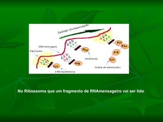 No Ribossoma que um fragmento de RNAmensageiro vai ser lido 
