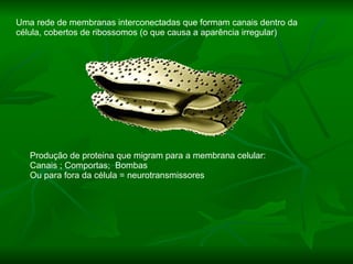 Uma rede de membranas interconectadas que formam canais dentro da célula, cobertos de ribossomos (o que causa a aparência irregular) Produção de proteina que migram para a membrana celular: Canais ; Comportas;  Bombas Ou para fora da célula = neurotransmissores 