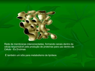 Rede de membranas interconectadas, formando canais dentro da  célula responsável pela produção de proteínas para uso dentro da  Célula - Ex Enzimas É também um sítio para metabolismo de lipídeos 