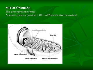 MITOCÔNDRIAS Sítio do metabolismo celular Açucares, gorduras, proteinas + O2 = ATP (combustível do  neurônio) 