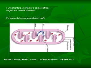 Glucose + oxígeno  ENZIMAS  =  agua  +  dióxido de carbono  +  ENERGÍA = ATP                      Fundamental para manter a carga elétrica negativa no interior da célula Fundamental para a neurotransmissão 
