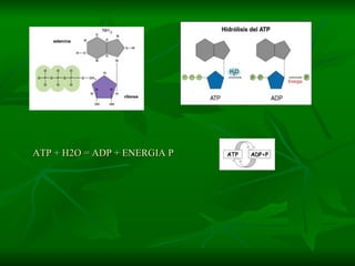 ATP + H2O = ADP + ENERGIA P 