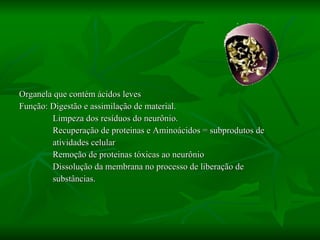 Organela que contém ácidos leves Função: Digestão e assimilação de material. Limpeza dos resíduos do neurônio. Recuperação de proteinas e Aminoácidos = subprodutos de  atividades celular Remoção de proteinas tóxicas ao neurônio Dissolução da membrana no processo de liberação de  substâncias. 