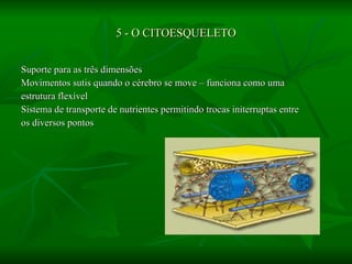 5 - O CITOESQUELETO Suporte para as três dimensões Movimentos sutis quando o cérebro se move – funciona como uma  estrutura flexível Sistema de transporte de nutrientes permitindo trocas initerruptas entre os diversos pontos 