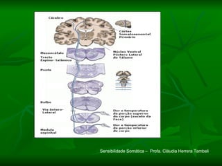 Sensibilidade Somática –  Profa. Cláudia Herrera Tambeli 