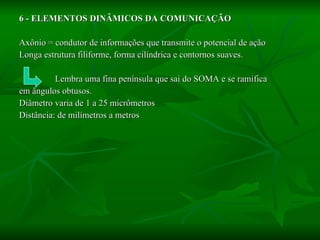 6 - ELEMENTOS DINÂMICOS DA COMUNICAÇÃO Axônio = condutor de informações que transmite o potencial de ação Longa estrutura filiforme, forma cilíndrica e contornos suaves. Lembra uma fina península que sai do SOMA e se ramifica  em ângulos obtusos. Diâmetro varia de 1 a 25 micrômetros Distância: de milímetros a metros 