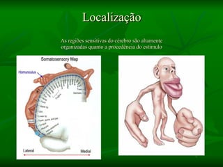 Localização As regiões sensitivas do cérebro são altamente organizadas quanto a procedência do estímulo 