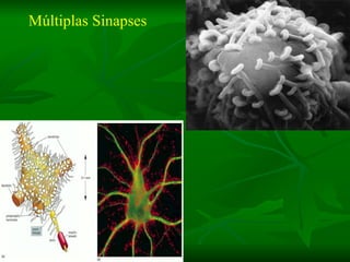 Múltiplas Sinapses  