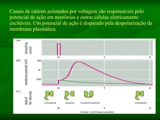 Canais de cátions acionados por voltagem são responsáveis pelo potencial de ação em neurônios e outras células eletricamente excitáveis. Um potencial de ação é disparado pela despolarização da membrana plasmática.  