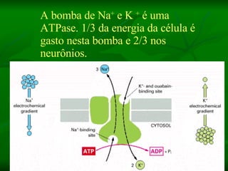 A bomba de Na +  e K  +  é uma ATPase. 1/3 da energia da célula é gasto nesta bomba e 2/3 nos neurônios. 10 a 20 x + Na + 10 a 20 x + K + 