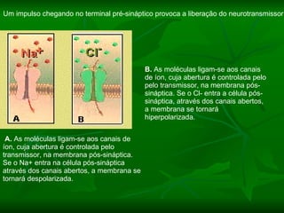 A.  As moléculas ligam-se aos canais de íon, cuja abertura é controlada pelo transmissor, na membrana pós-sináptica. Se o Na+ entra na célula pós-sináptica através dos canais abertos, a membrana se tornará despolarizada.  B.  As moléculas ligam-se aos canais de íon, cuja abertura é controlada pelo pelo transmissor, na membrana pós-sináptica. Se o Cl- entra a célula pós-sináptica, através dos canais abertos, a membrana se tornará hiperpolarizada.  Um impulso chegando no terminal pré-sináptico provoca a liberação do neurotransmissor 